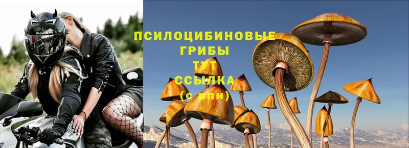 Псилоцибиновые грибы Psilocybe  гидра ссылка  Губкинский 